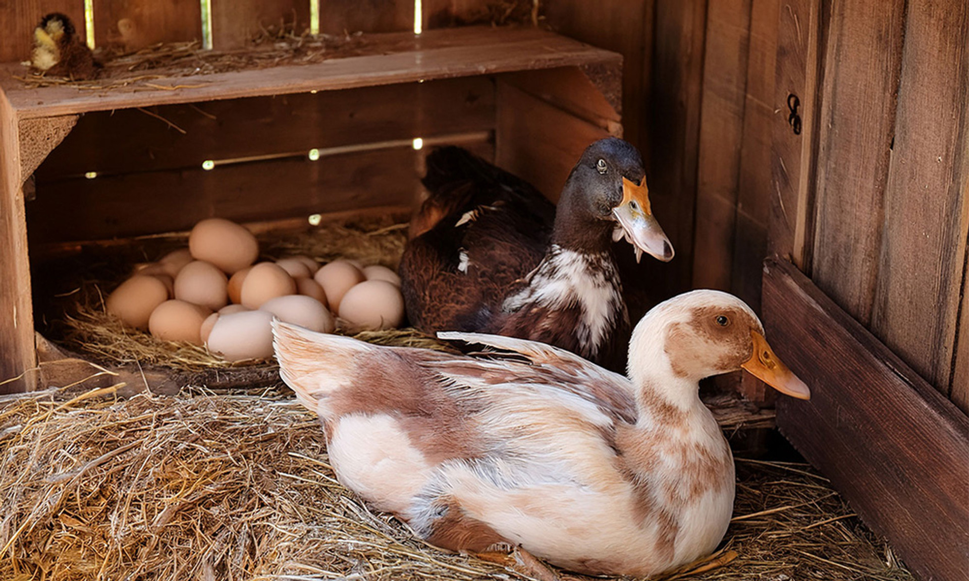 Why Ducks are a Valuable Addition to Egg-Laying Flocks on Large Farms and Homesteads thumbnail image