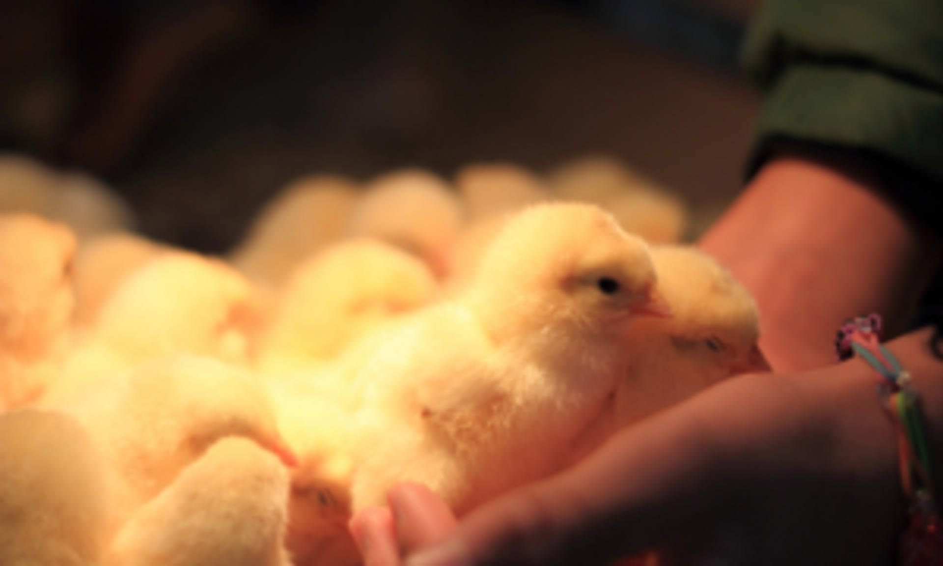 How to Care for Baby Chicks, Ducks, & Geese - Strombergs