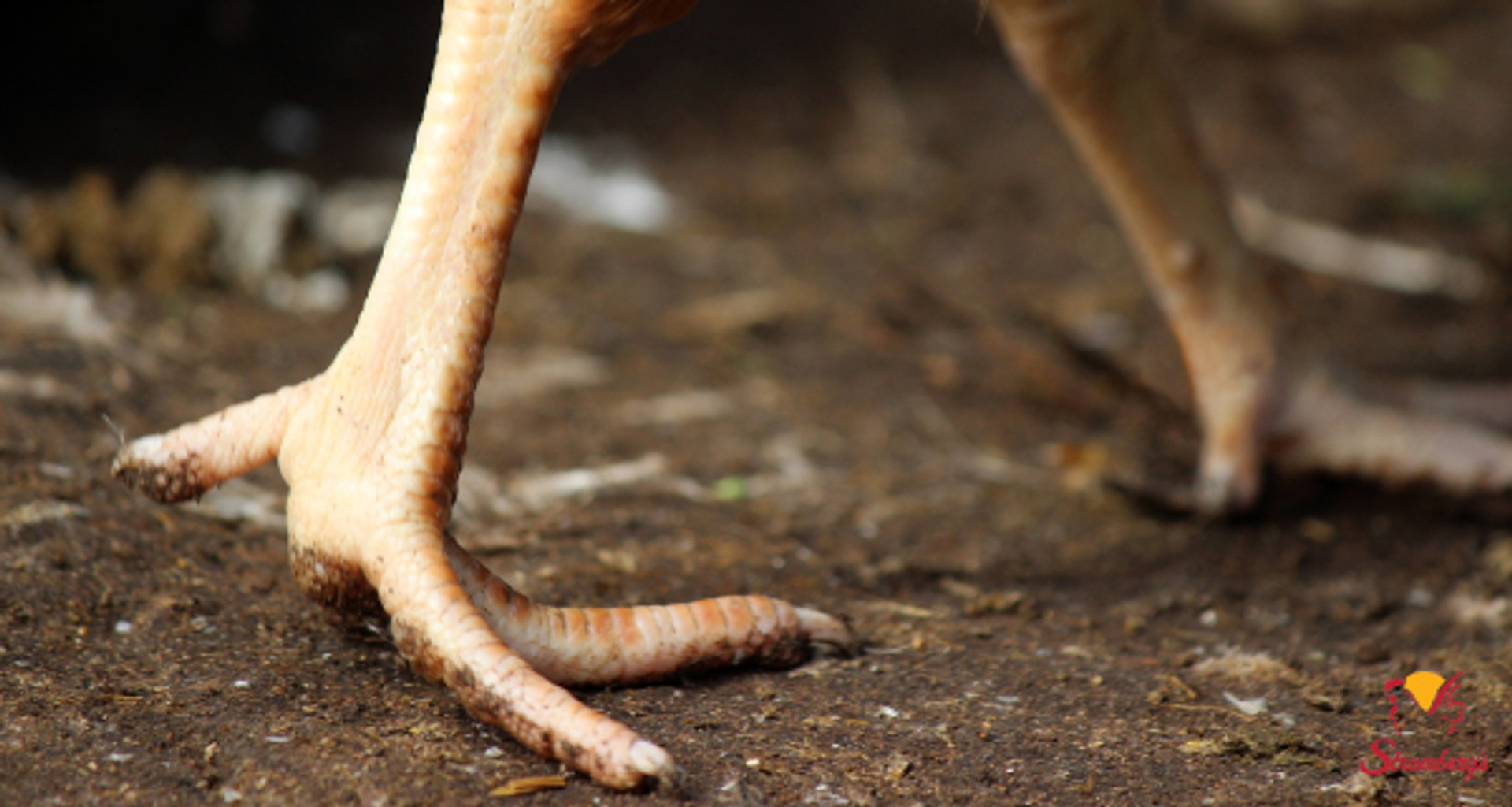 How to Treat Bumblefoot in Chickens thumbnail image