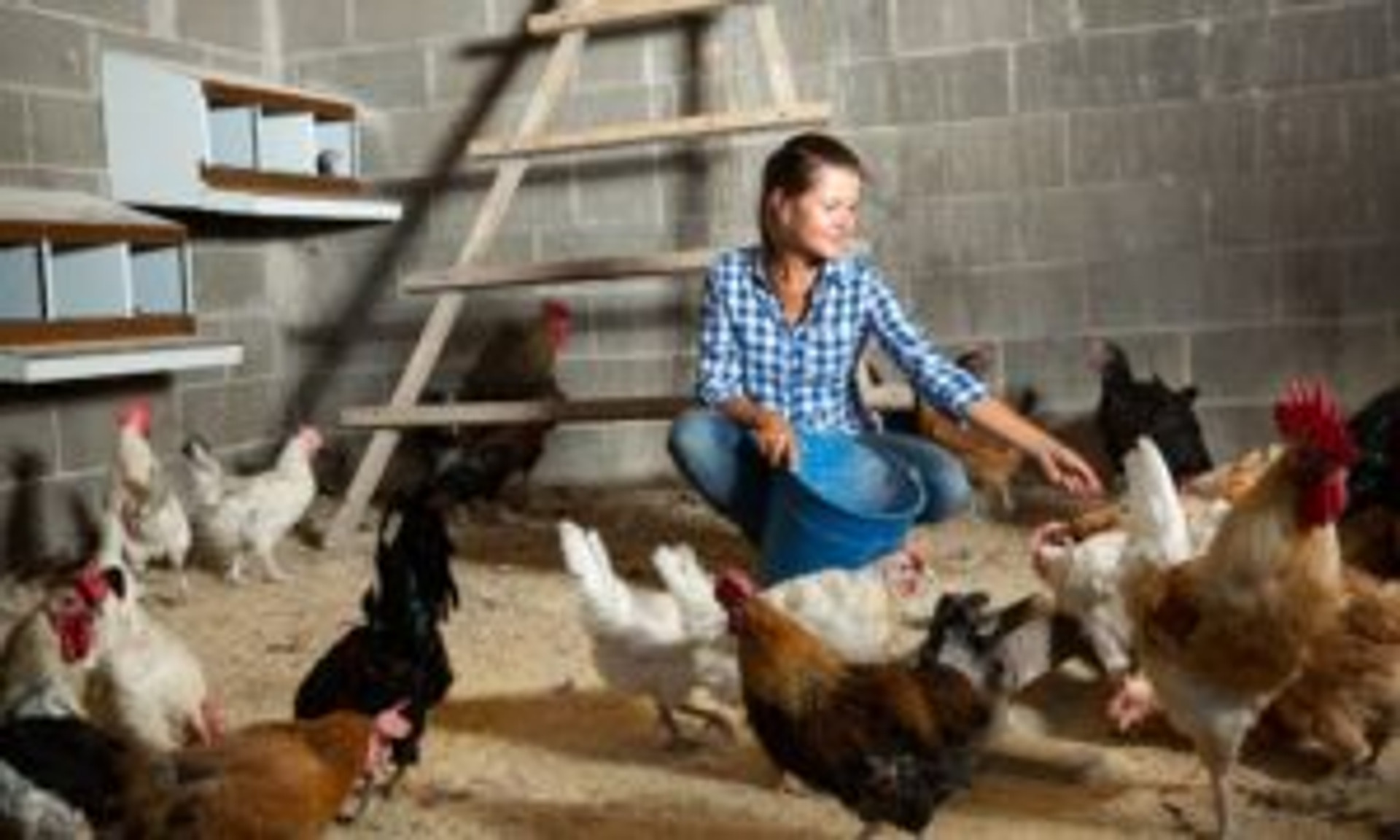 The Importance of Enrichment in Your Chicken Coop Strombergs