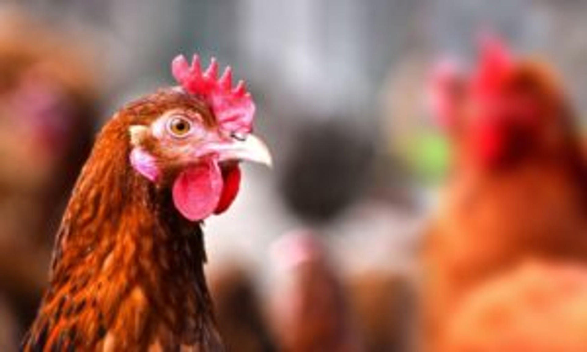 Most Common Health Issues Chickens Face thumbnail image