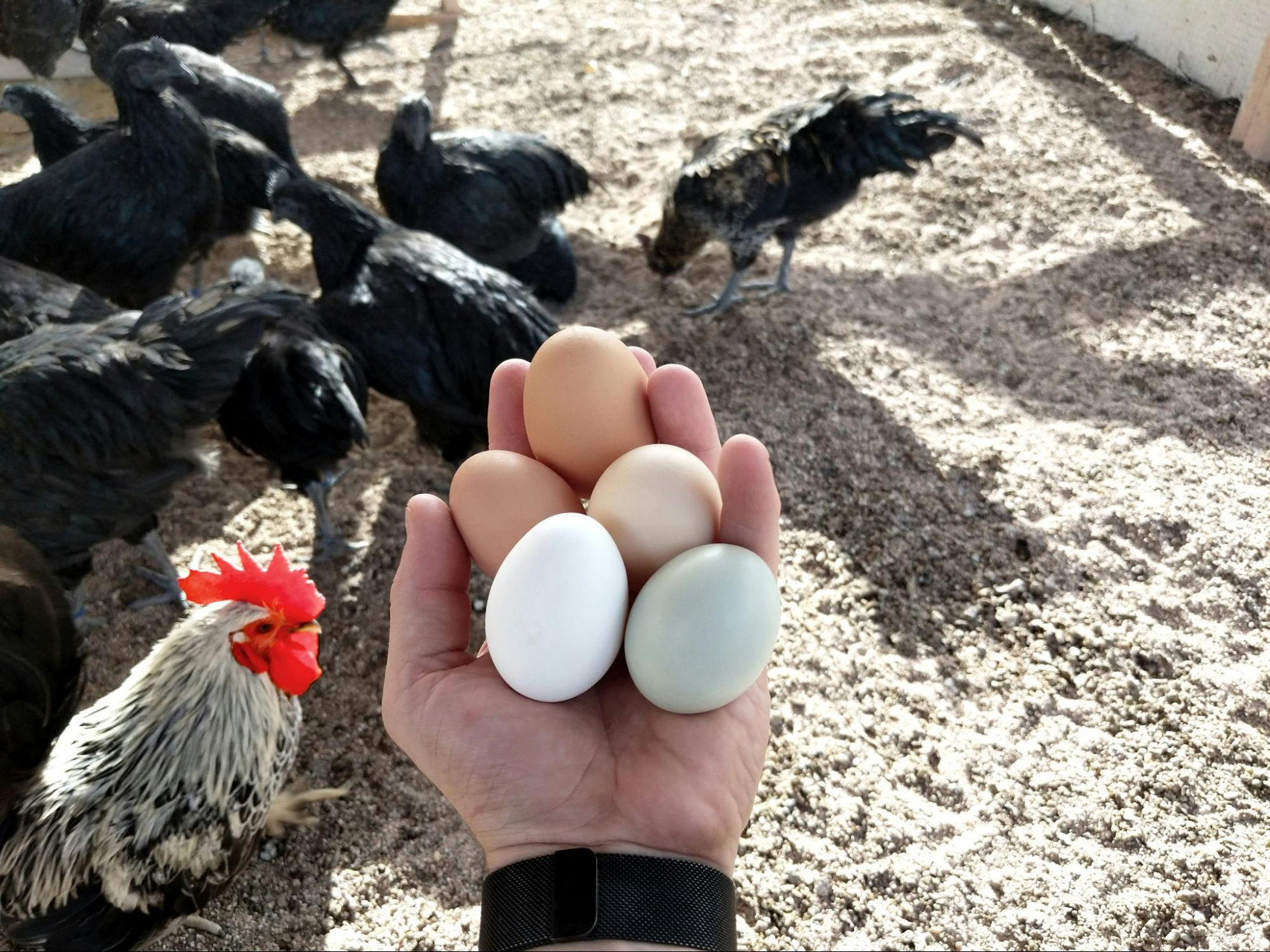 What Breed is our Green Legged White Chicken  BackYard Chickens - Learn  How to Raise Chickens