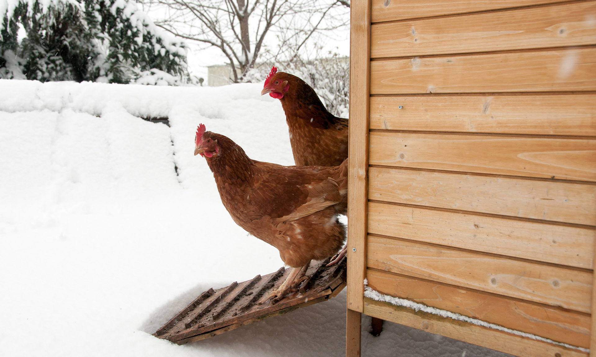 Winterize a chicken coop. 6 easy steps to keeping your chickens warm.