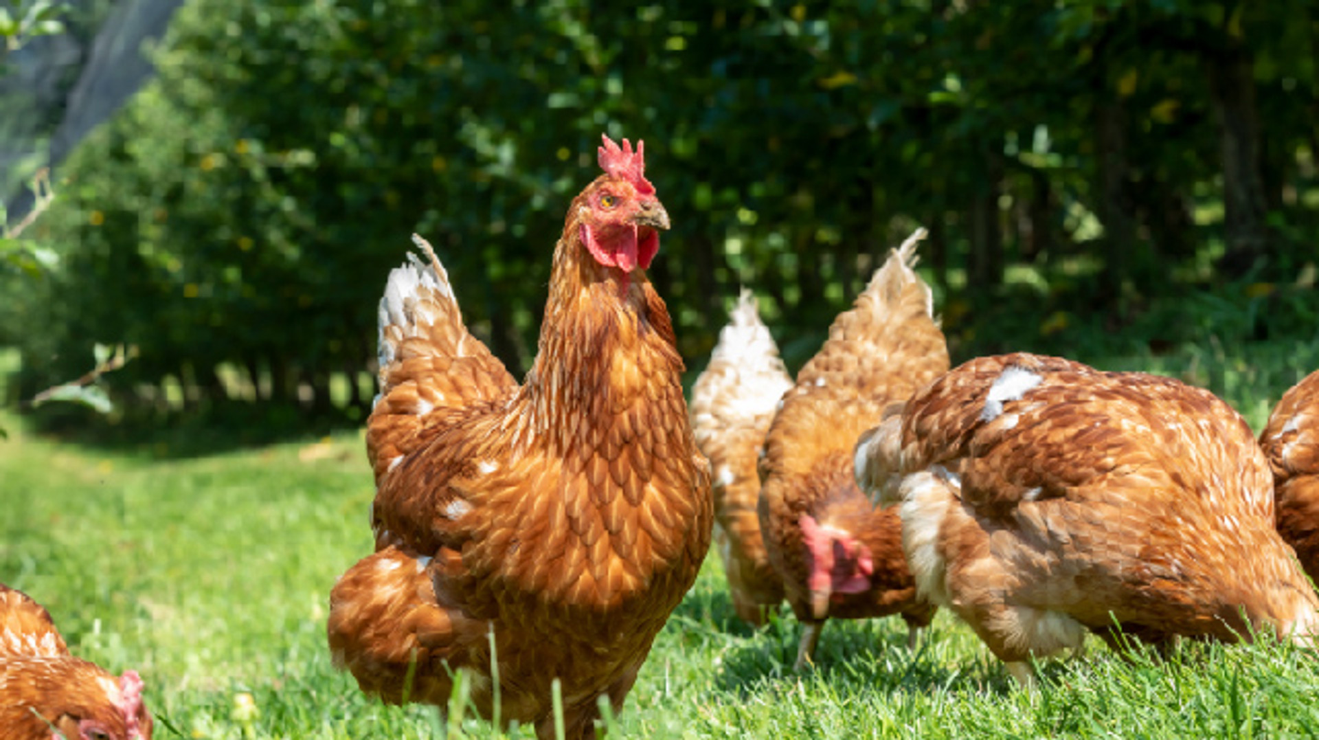 Guide to Protecting Chickens from Predators thumbnail image