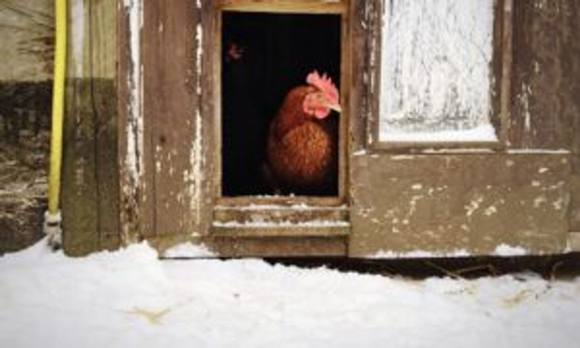 Every Chicken Coop Should Have a Good Egg Basket