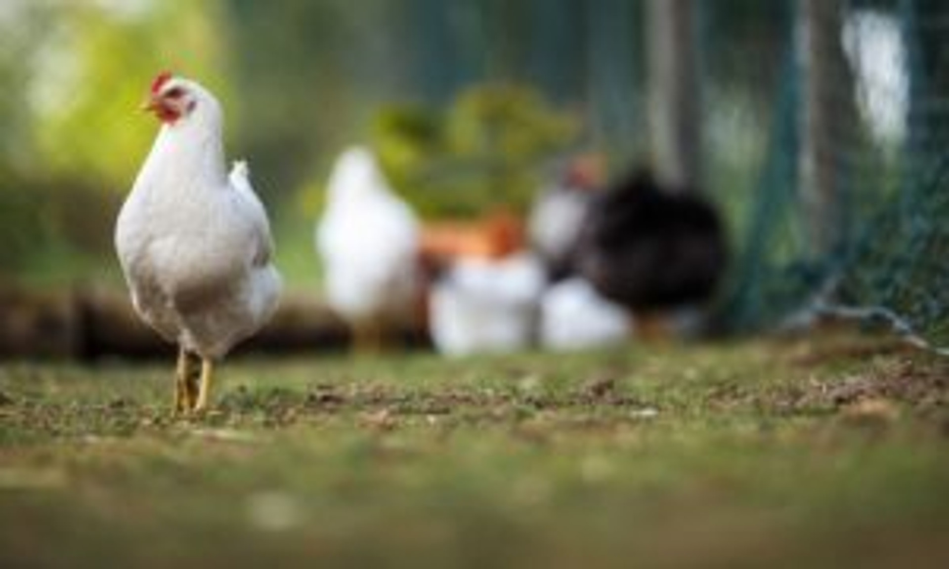 Feeding Chickens at Various Ages thumbnail image