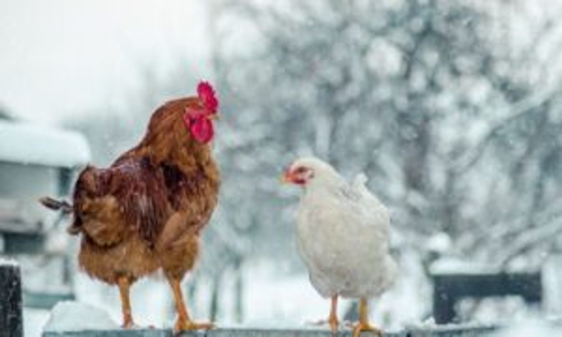 How to Prevent Frostbite in Backyard Chickens thumbnail image