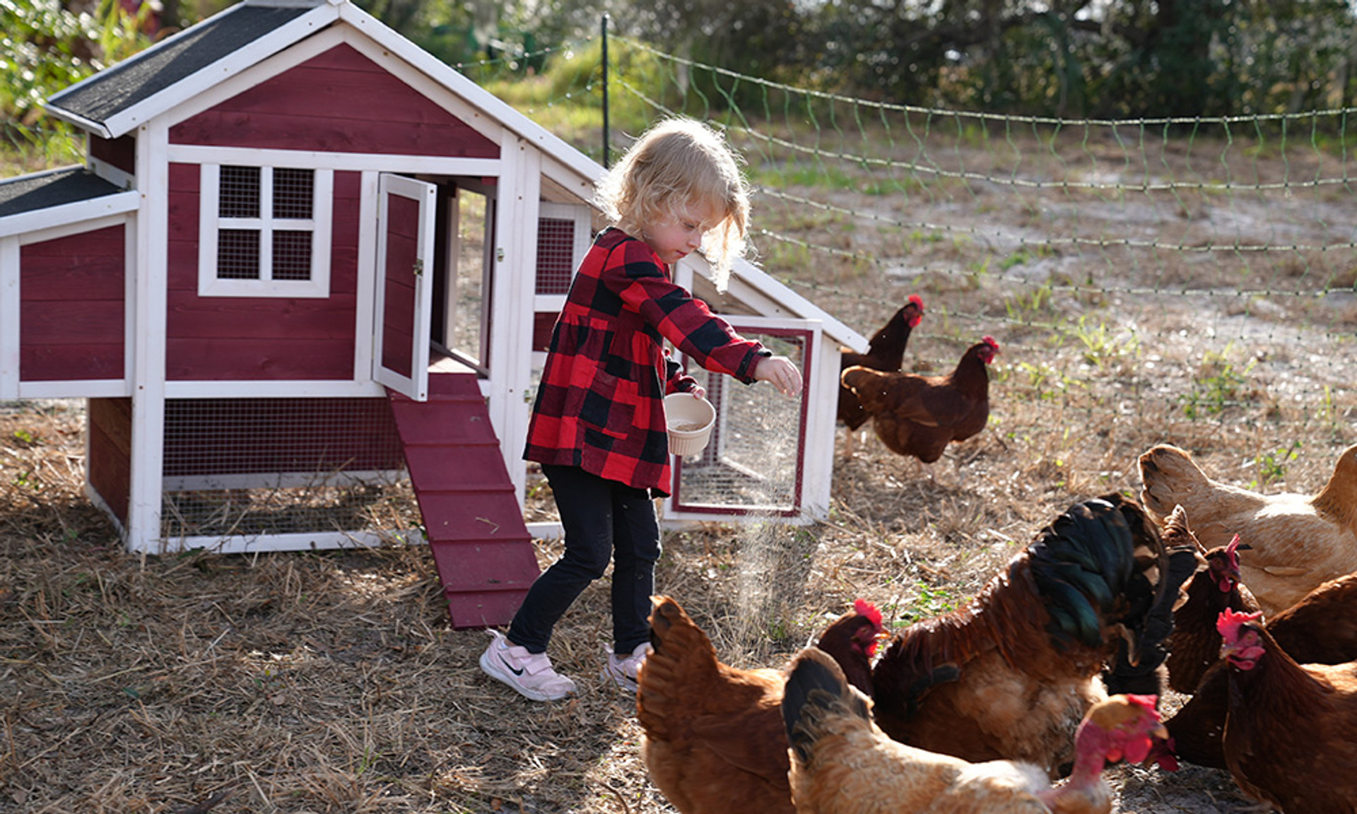 Quality Coops 101: Build a Henhouse That’s Safe, Smart & Cluck-Approved thumbnail image