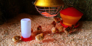 Shipping Live Birds Strombergs