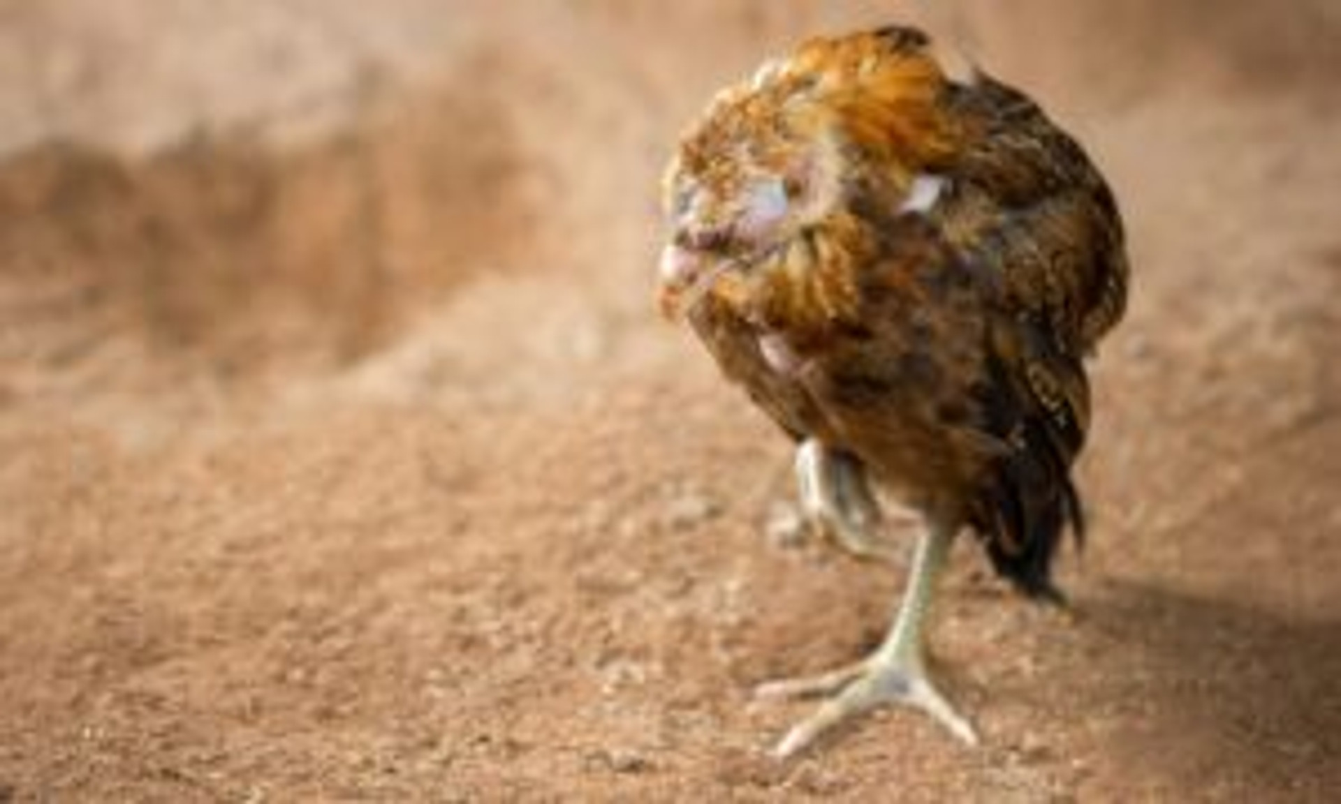 A Guide to Fowl Pox in Chickens Strombergs