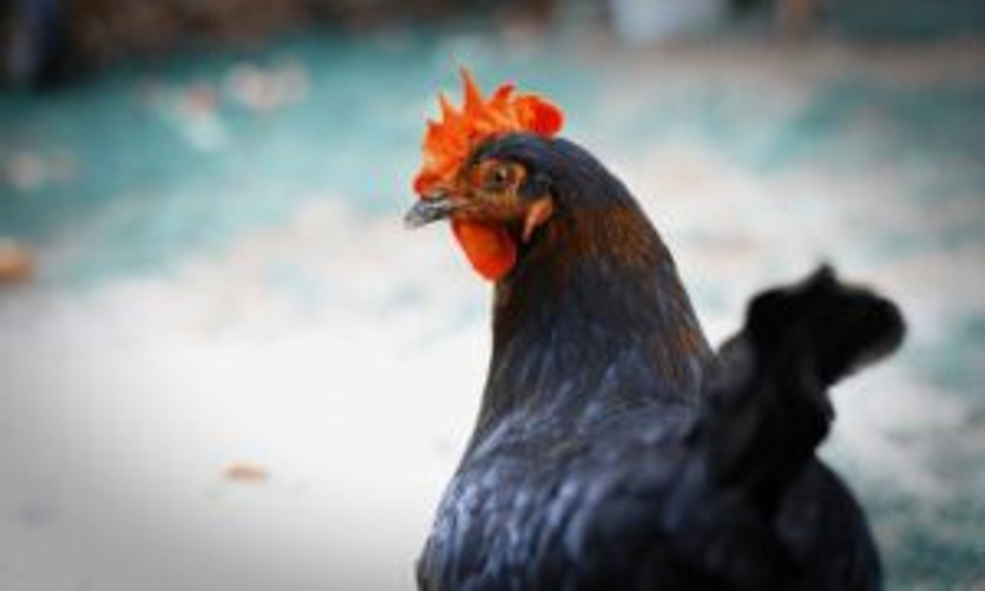8 Facts About Chicken Intelligence thumbnail image