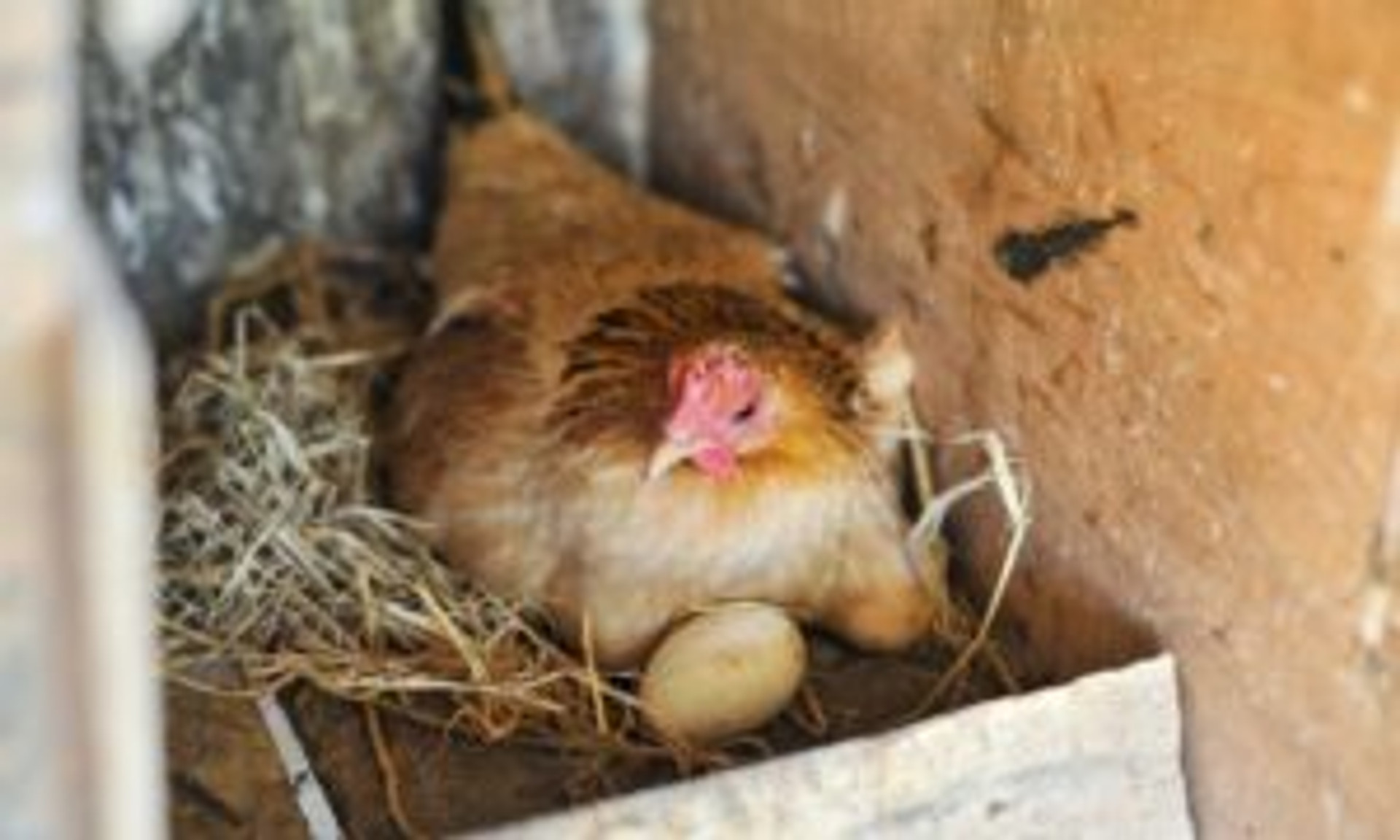Top 3 Nesting Materials For Chickens thumbnail image