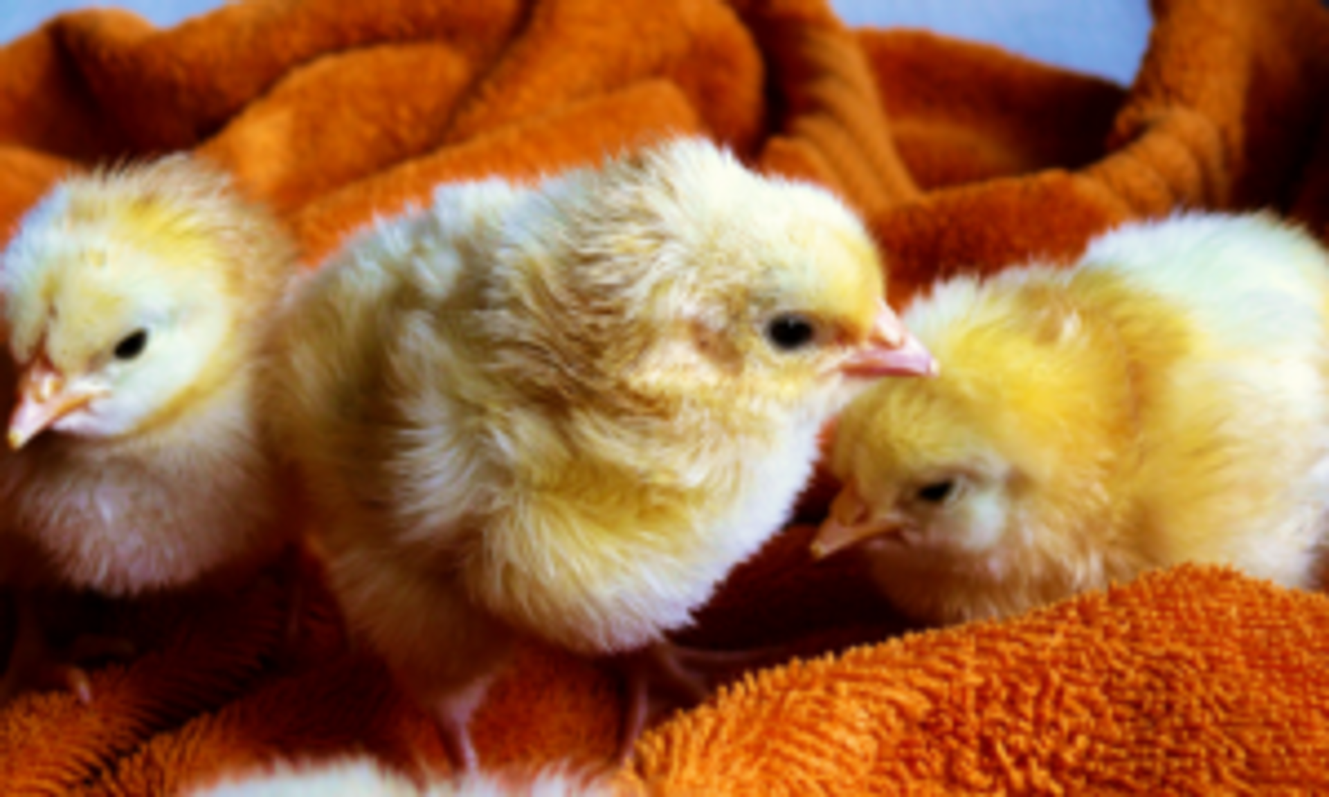 The Most Common Chick Diseases thumbnail image