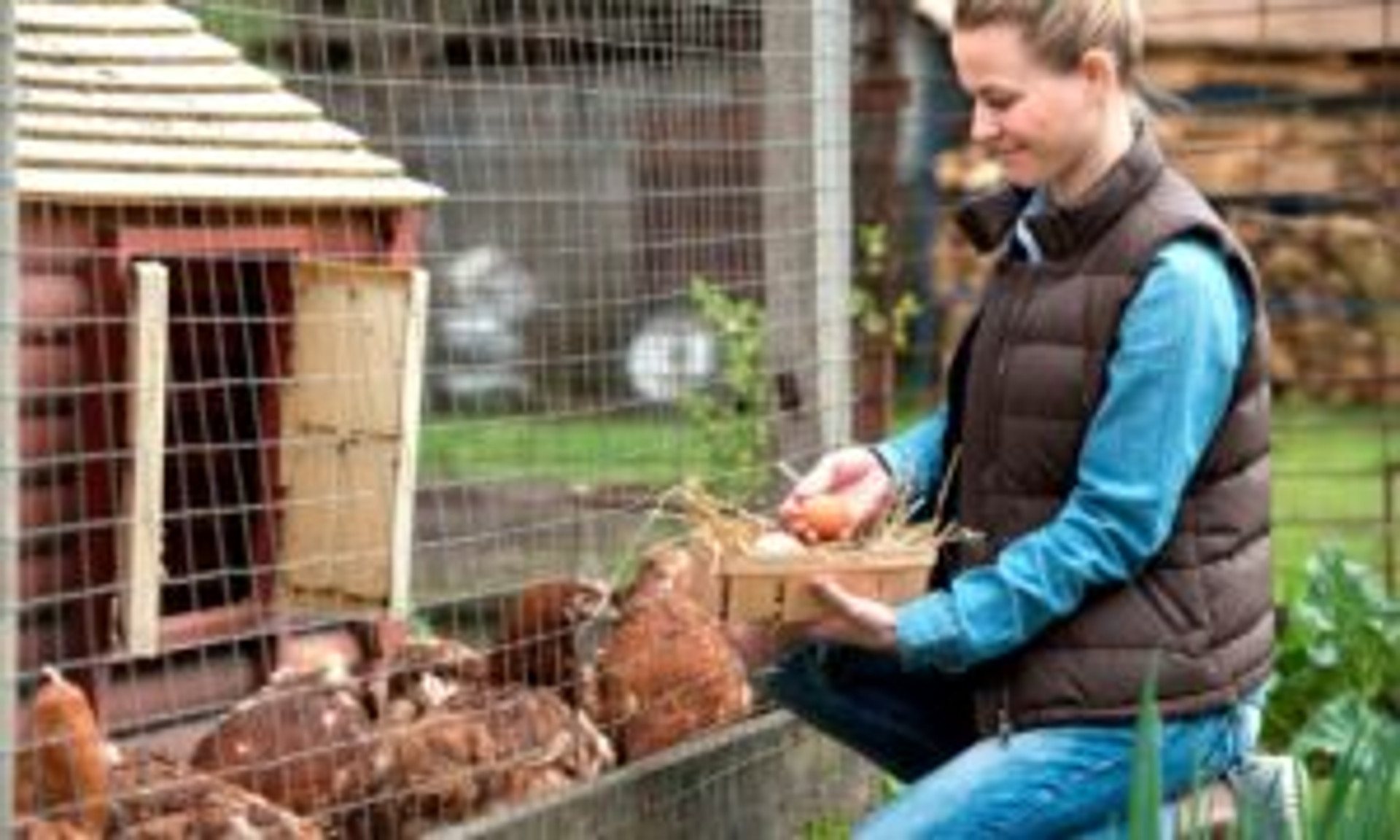 Tips for Building Your Own Chicken Coop thumbnail image