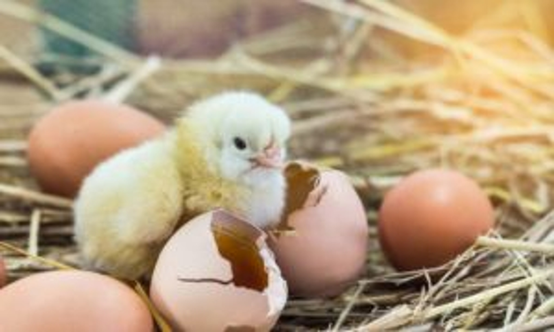 Safe Handling Techniques for Baby Chicks