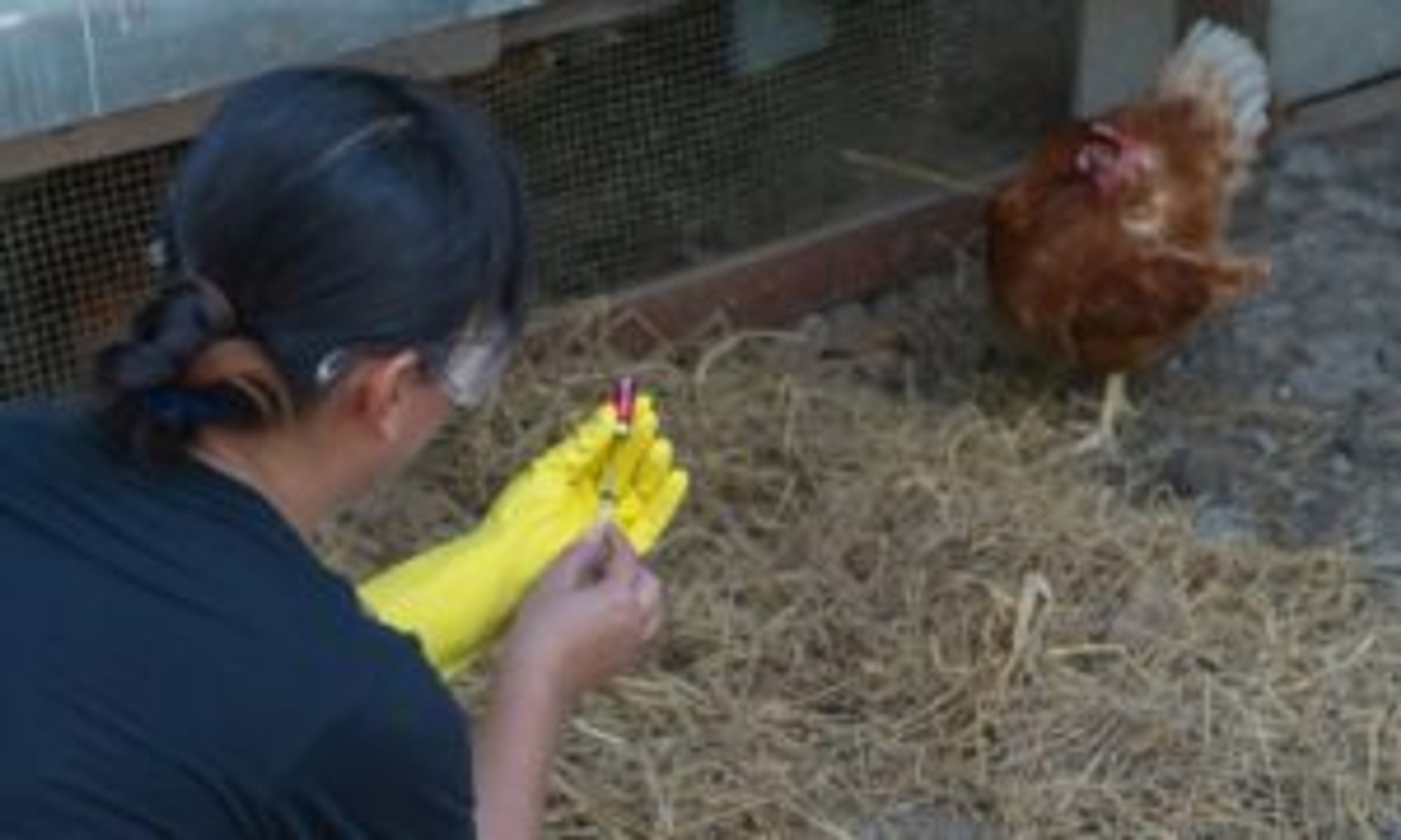 How to Prevent and Treat Infectious Bronchitis in Chickens thumbnail image