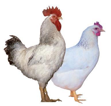 Delaware Chicks Strombergs Chicks & Game Birds