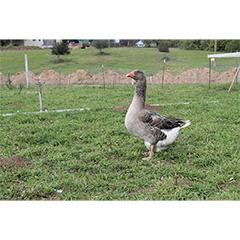 Large Dewlap Toulouse Goslings Strombergs Chicks & Game Birds