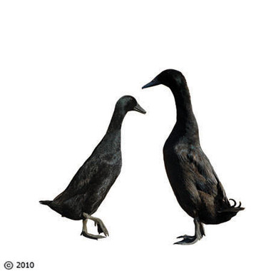 2 Black Runner Ducks, Male and Female