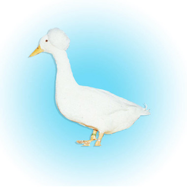 White Crested Duck