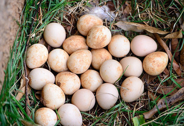 assorted keet eggs