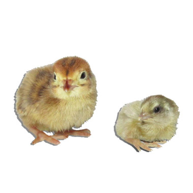 Chinese Button Quail Assortment