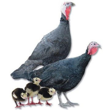 Black Slate Turkeys, Not Sexed