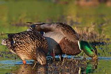 Mallard