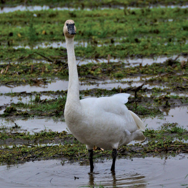 Trumpeter Swans