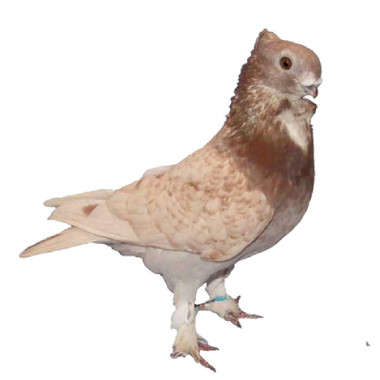 Red Lace Blondinette Classic Old Frill Pigeons