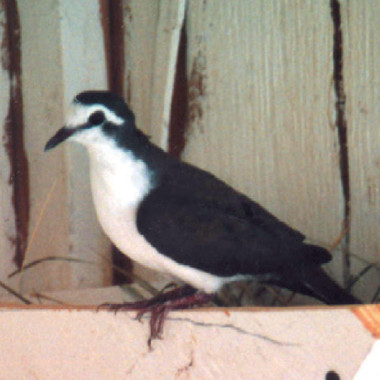 Tambourine Doves