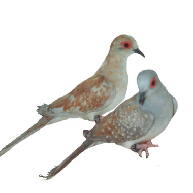 turtle dove price