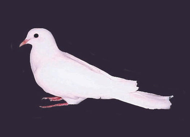 Snow White Ringneck Dove