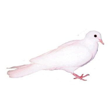 Tufted Ringneck Doves | Strombergs Chicks & Game Birds