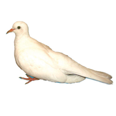  バード　 Dove 51jtD4lCzhL._AC_UF350,