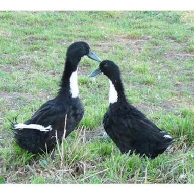 Black Swedish Ducklings Backyard Quantities:, Female