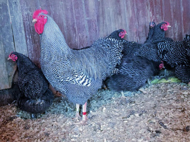 Barred Plymouth Rock Chicks, Female