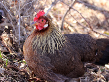 Brown Leghorn Chicks, Male