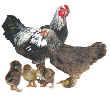 Dark Brahma Chicks, Female