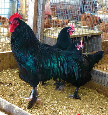 French Black Maran Chicks, Male