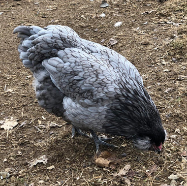 Blue Ameraucana Chicks, Not Sexed