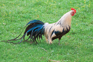 Silver Duckwing & White Phoenix Chicken