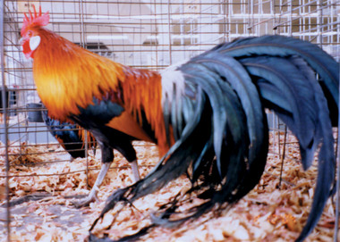 Black Breasted Red Phoenix Bantam