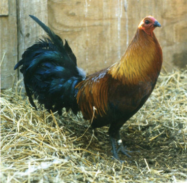 Brown Breasted Brown Red Jungle Fowl