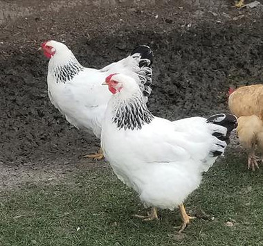 Columbian Wyandotte Chicks