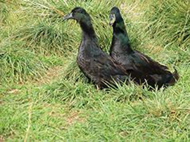 Cayuga Ducklings