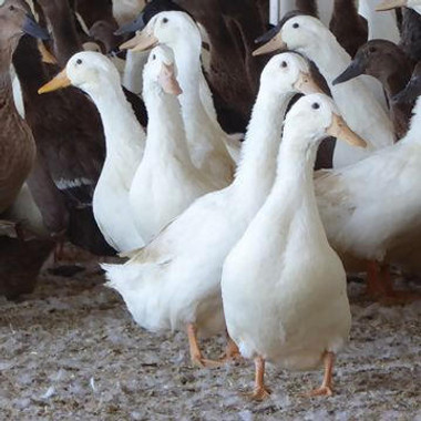 White Layer Ducklings