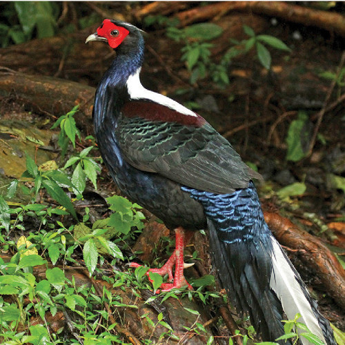 Swinhoe Pheasants