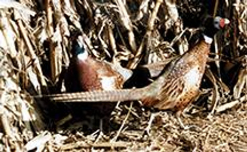 Blue Scale Quail Chicks  Strombergs Chicks & Game Birds