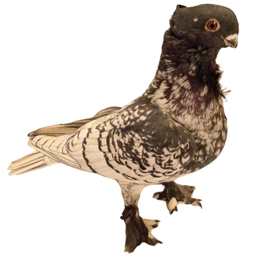 Show Pigeons | Stromberg's Chickens